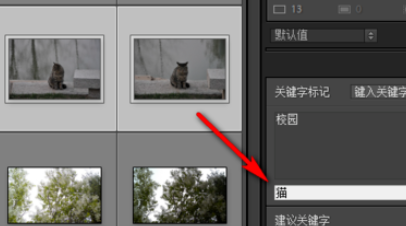 Lightroom為照片添上關鍵字的具體教程截圖